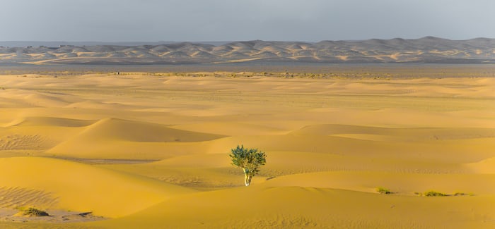 Kumbirai Thierry Nhamo - A tree thriving in the Sahara desert. It shows Resilience. 